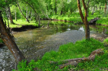 Yeşil ormandaki küçük bir nehir. Yaz manzara