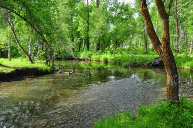 Yeşil ormandaki küçük bir nehir. Yaz manzara