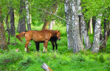 Yeşil huş ağacı orman çim ata
