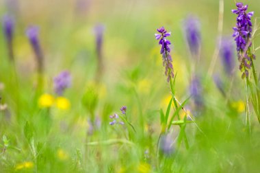 Çimenlerde küçük mor çiçekler. Makro fotoğraf