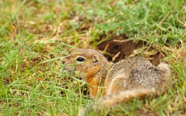 Sevimli vahşi gopher çim
