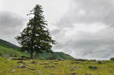 Kayalık yamaç tek Karaçam ağacı. Altay, Rusya Federasyonu