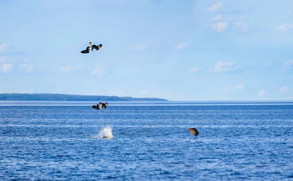 Un halcón atrapa peces sumergiéndose en el agua. Foto expuesta múltiple — Foto de Stock