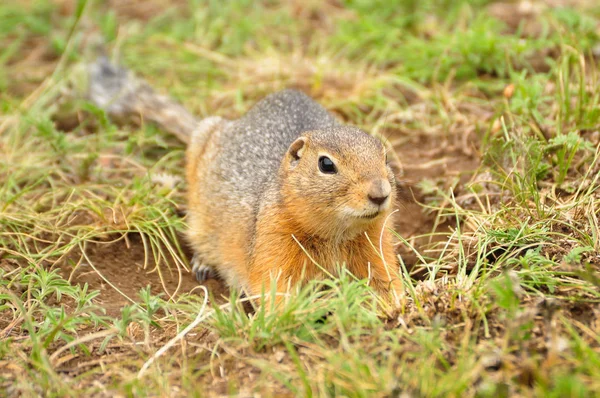 Mignon gopher sauvage dans l'herbe — Photo