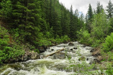 Ormanda kaba fırtınalı nehir. Chibitka, Altay Dağları, Sibirya