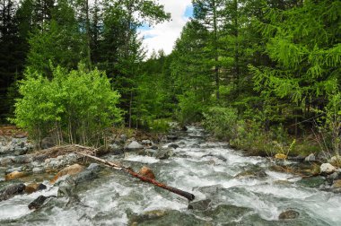 Ormanda kaba fırtınalı nehir. Altay Dağları, Sibirya
