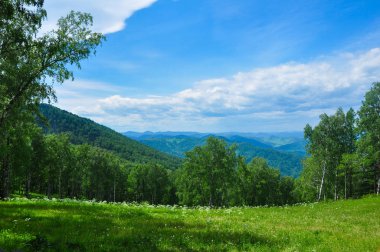 Yeşil çayır ve orman dağların karşı. Altay, Rusya Federasyonu.