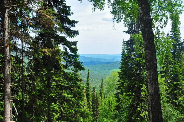 Forest against the aerial mountain landscape. Altai, Siberia, Russia — Stock Photo, Image
