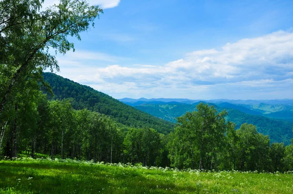 Yeşil çayır ve orman dağların karşı. Altay, Rusya Federasyonu.