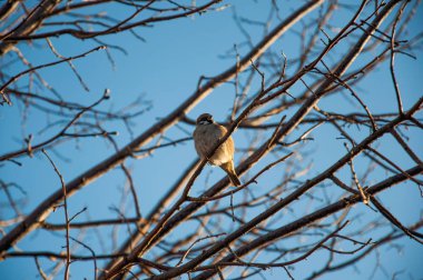Mavi gökyüzü karşı ağaçta şirin serçe siting