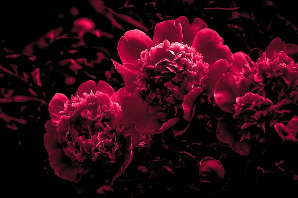 Pembe Şakayık çiçekleri kadar izole üzerinde siyah arka plan kapatmak