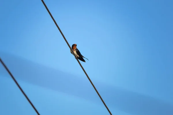 Połknąć ptak siedzący na przewody przeciw błękitne niebo — Zdjęcie stockowe