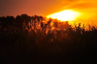 Dal altın günbatımı güneş karşı örümcek ağları ile kaplı bitkilerin siluetleri