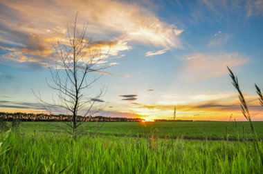 Günbatımı ağaçlar ve alan yukarıda. Yaz kırsal manzara