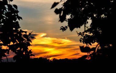 Ağaçlar ve alan siluetleri yukarıda altın günbatımı gökyüzü.