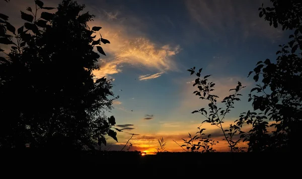 Золотое небо заката над силуэтами деревьев и поля . — стоковое фото