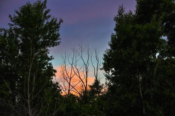 Zonsondergang over het veld, achter de silhouetten van de bomen. Zomer rurale landschap. — Stockfoto