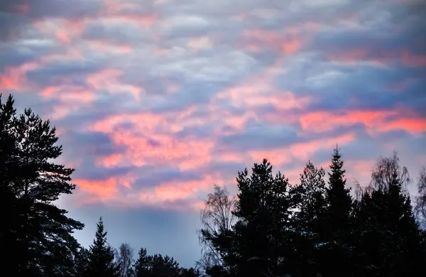 Rosa Wolken und Sonnenuntergang über den Silhouetten der Bäume — Stockfoto