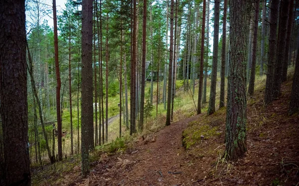 Een voetpad in een dichte herfst dennenbos — Stockfoto