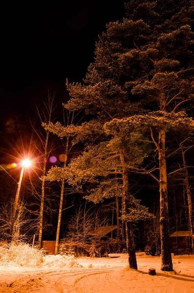 Paysage hivernal nocturne. Lampadaire lumineux illumine les branches enneigées arbres et la route — Photo