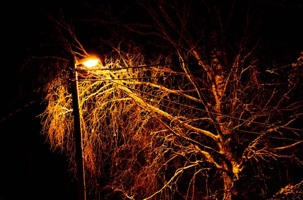 Paesaggio invernale notturno. Lampione incandescente illumina i rami innevati alberi e la strada — Foto Stock