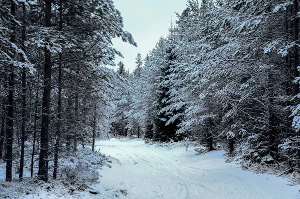 Alberi innevati nella foresta invernale con strada — Foto Stock