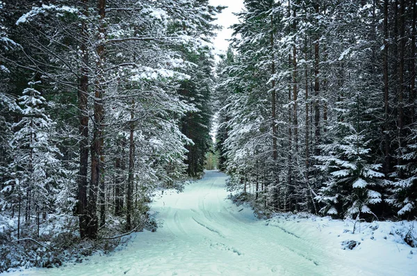 Arbres enneigés dans la forêt d'hiver avec route — Photo