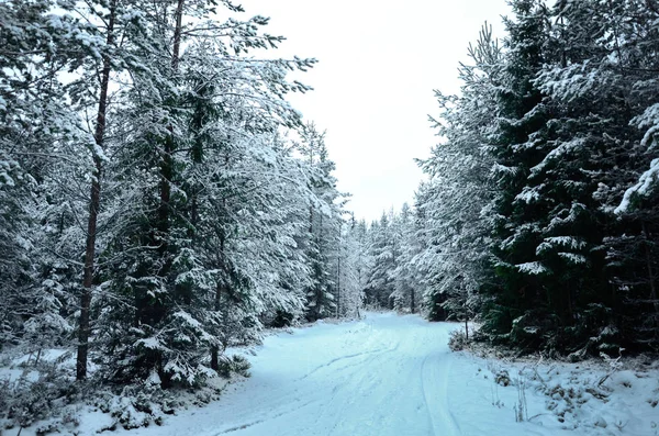 Snow covered trees in the winter forest with road — Stock Photo, Image