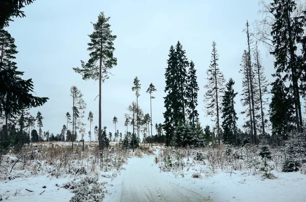 Arbres enneigés dans la forêt d'hiver avec route — Photo