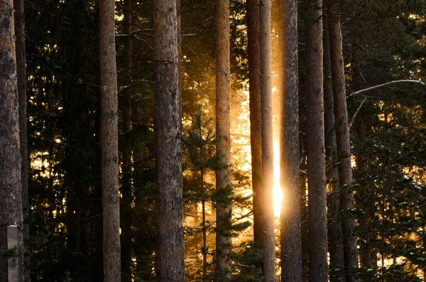 Los rayos del sol brillan en los pinos del bosque invernal —  Fotos de Stock