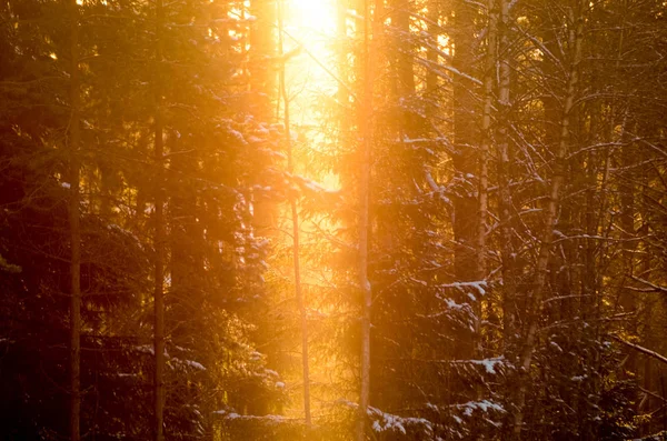 Los rayos del sol brillan en los pinos del bosque invernal —  Fotos de Stock