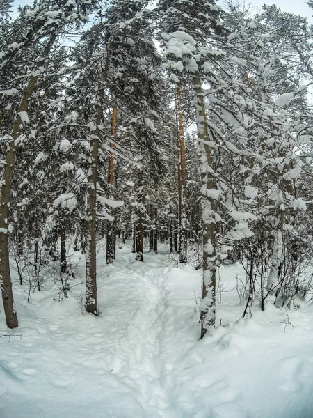 Huellas en la nieve en el bosque de invierno — Foto de Stock