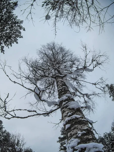 Büyük kar kaplı huş ağacı tabandan atış — Stok fotoğraf