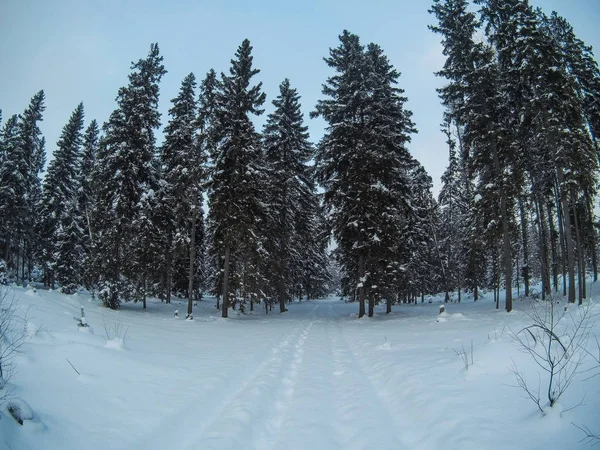 Árboles cubiertos de nieve en el bosque de invierno con carretera — Foto de Stock