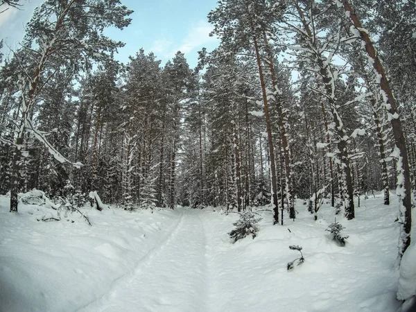 Árboles cubiertos de nieve en el bosque de invierno con carretera — Foto de Stock