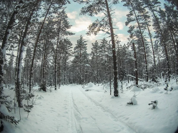 Snow covered trees in the winter forest with road — Stock Photo, Image