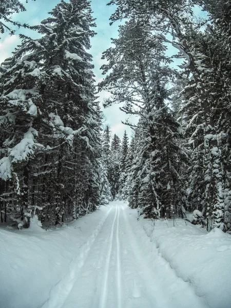 Close-up view of empty cross-country skiing track in snowy winter forest — Stock Photo, Image