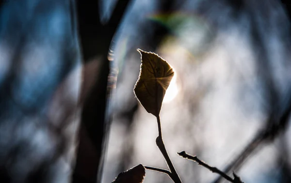 Dry leaf against the sun on blurred blue background with trees and branches — Stock Photo, Image
