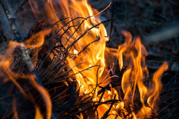 Ohništi Oheň Kouř Vypalování Suché Trávy Mlází Detailní Záběr Záběr — Stock fotografie