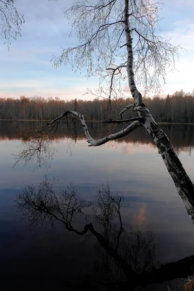 Lago inmóvil y árbol de abedul colgando y reflejándose en la superficie del agua . —  Fotos de Stock