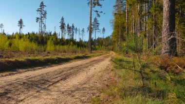 İlkbahar günü çam ormanını geçen köy yolu.