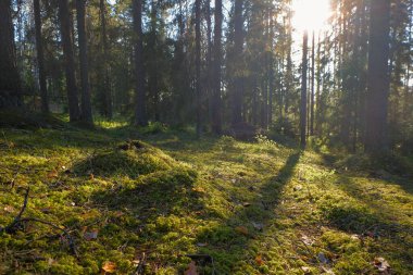 Ladin ağacı orman, Güneş ışınları aydınlatıcı yosun kaplı orrmanı aracılığıyla