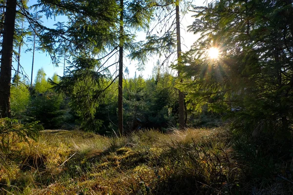 Δάσος δέντρο έλατο, ηλιαχτίδες μέσα από διαφωτιστική βρύα καλύπτονται δάσος θόλων — Φωτογραφία Αρχείου