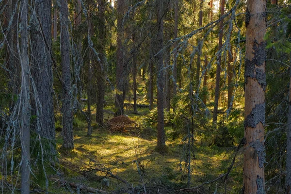 Spruce Tree Forest, zonnestralen door verhelderend Moss overdekte kronendak — Stockfoto