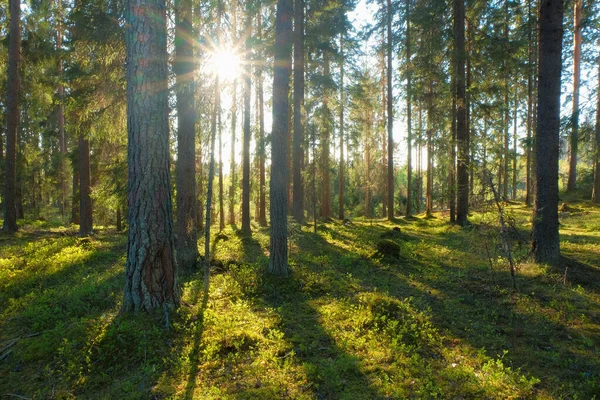 Spruce Tree Forest, zonnestralen door verhelderend Moss overdekte kronendak — Stockfoto