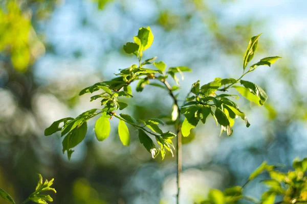 Folhas vibrantes de primavera verde em um fundo bokeh embaçado — Fotografia de Stock