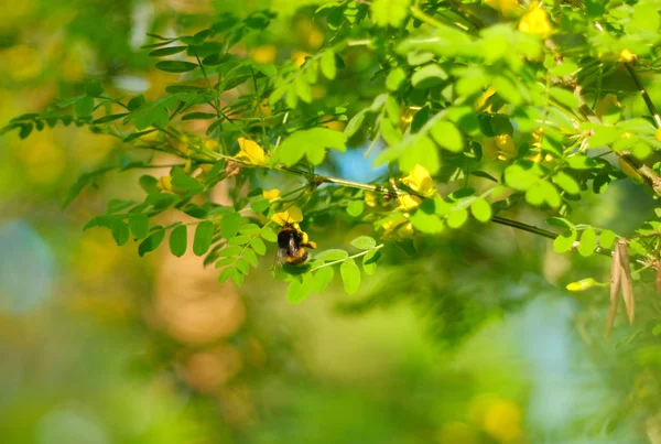 Bumblebee em um ramo de acácia amarela — Fotografia de Stock