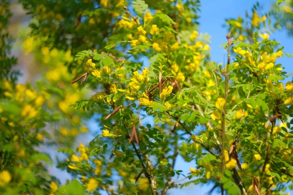 Amarelo acácia flores e ramos com folhas verdes . — Fotografia de Stock