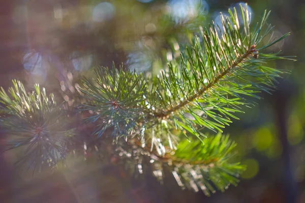 松の枝や針にぼやけた墨色の背景 — ストック写真