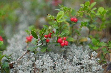 Kırmızı böğürtlen. Kızılcık makro fotoğrafı. Vahşi yaşam orman bitkileri